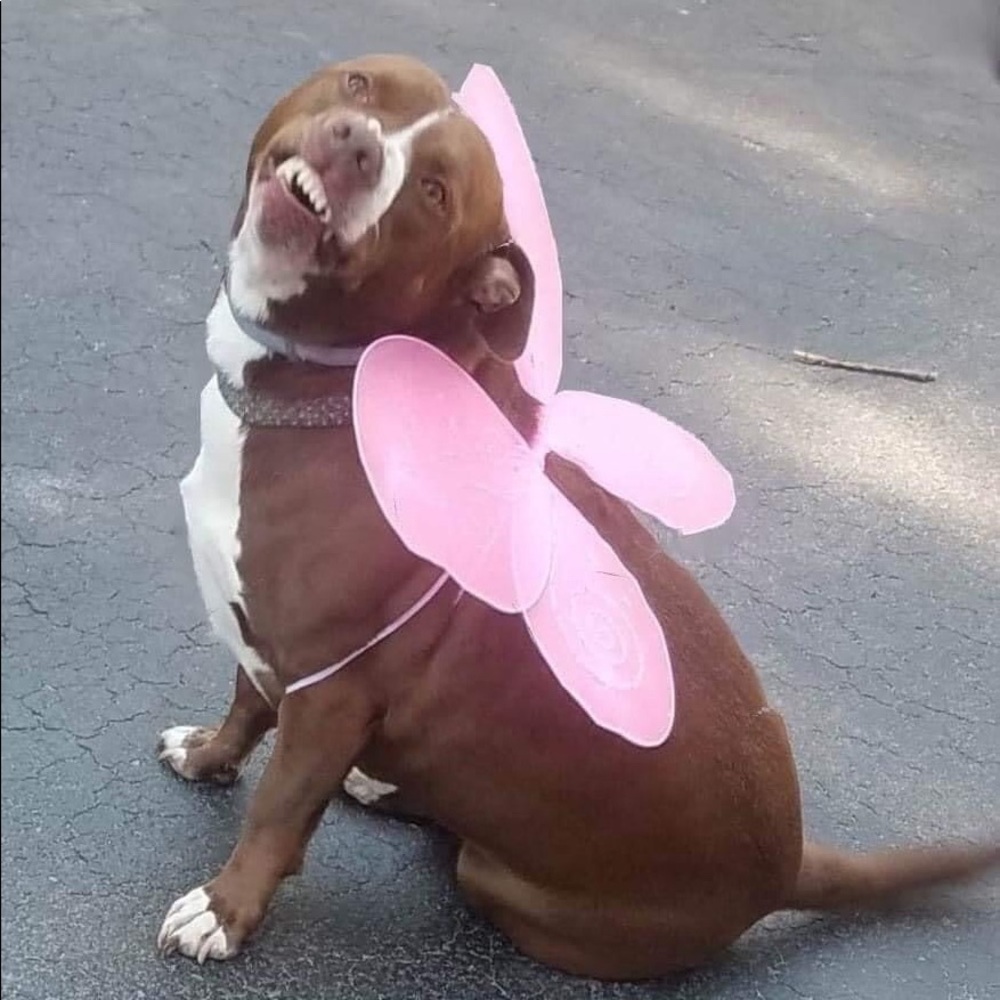 Meet your Posher, Jessie